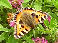 Schmetterling